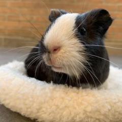 Fendi_guineapig