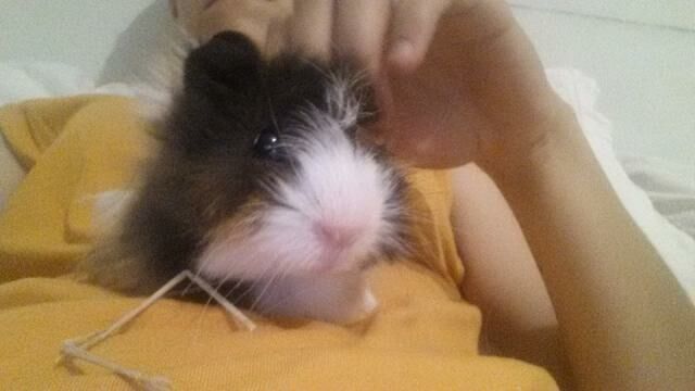 Rufus2014