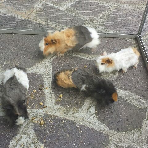 una cavia per due