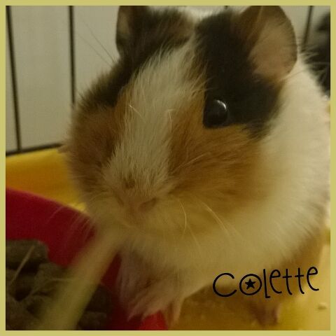 colette