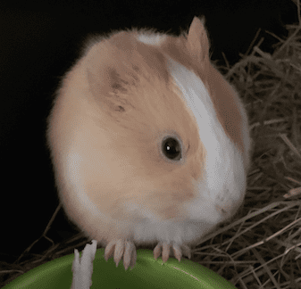 magdatheguineapig